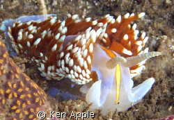 Hermissenda crassicornis,Santa barbara isl., channel isla... by Ken Apple 